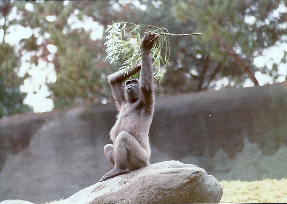 Lowland Gorilla - Circa 1980