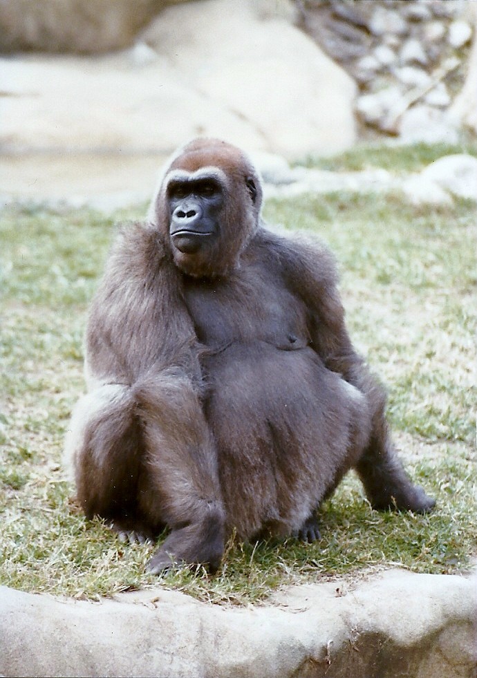 Lowland Gorilla - Circa 1980