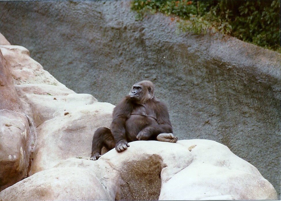 Lowland Gorilla - Circa 1980