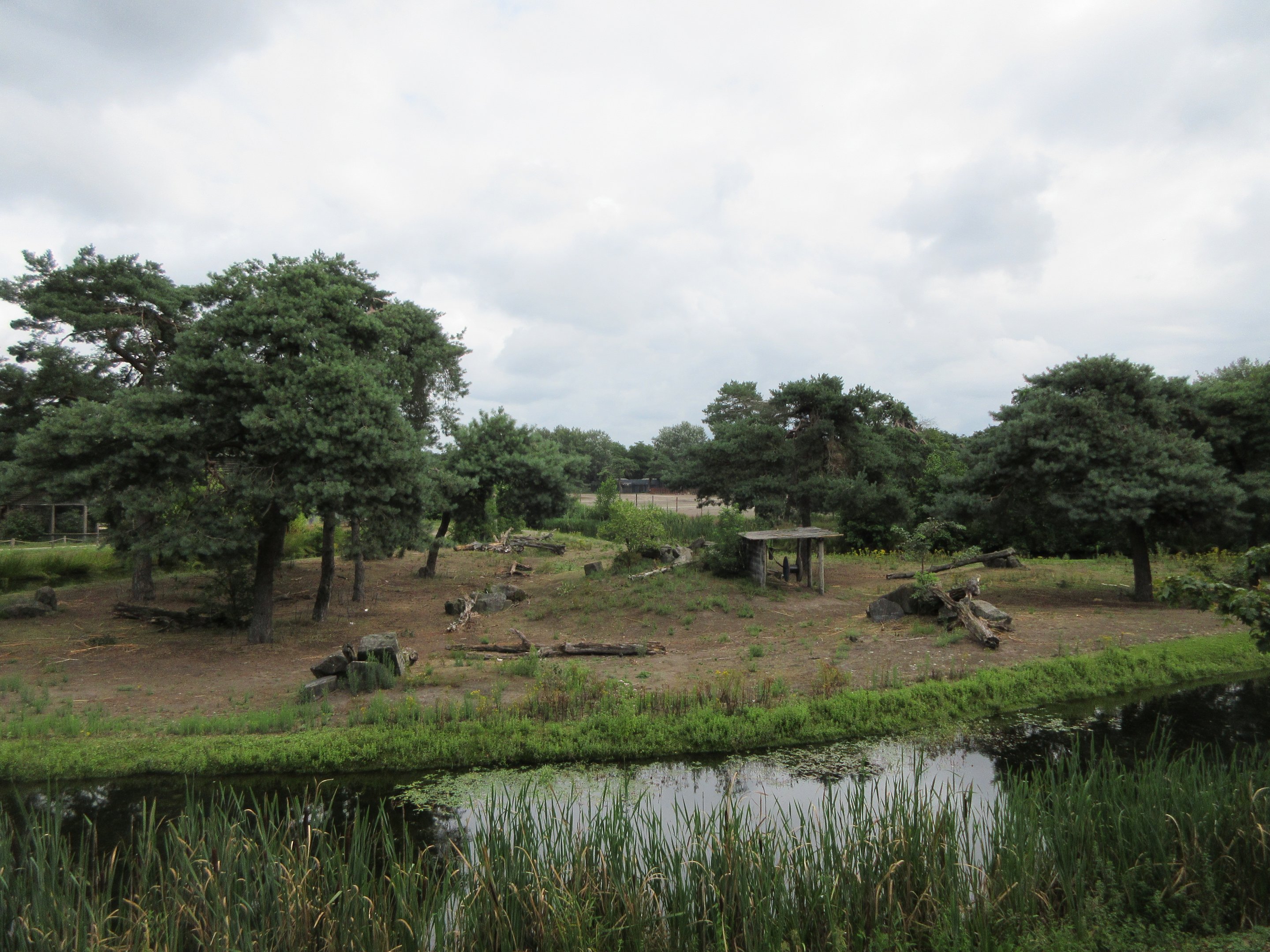 Lowland Gorilla/Colobus Exhibit (bachelor group)