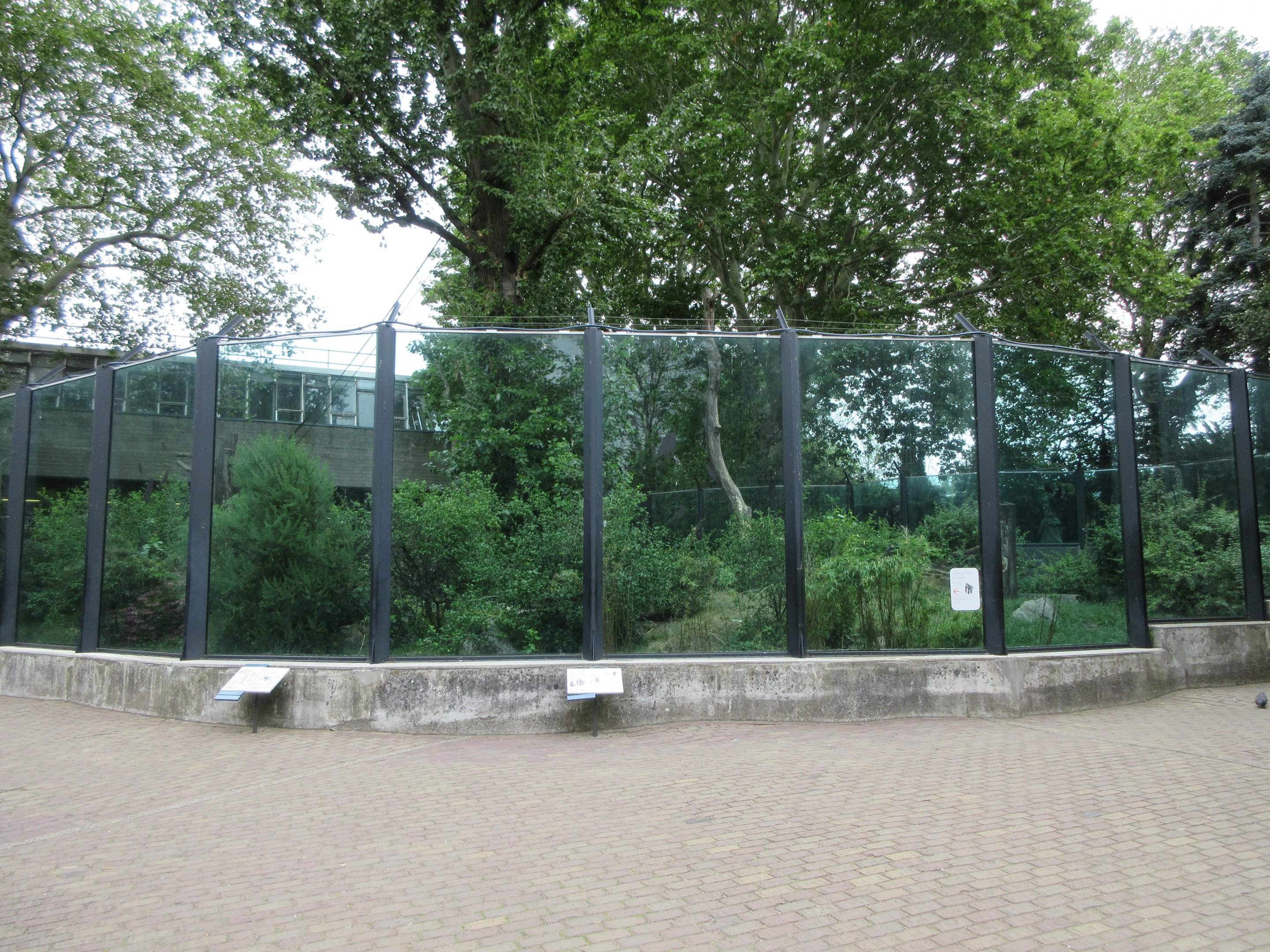 Lowland Gorilla/Diana Monkey/Meerkat Exhibit