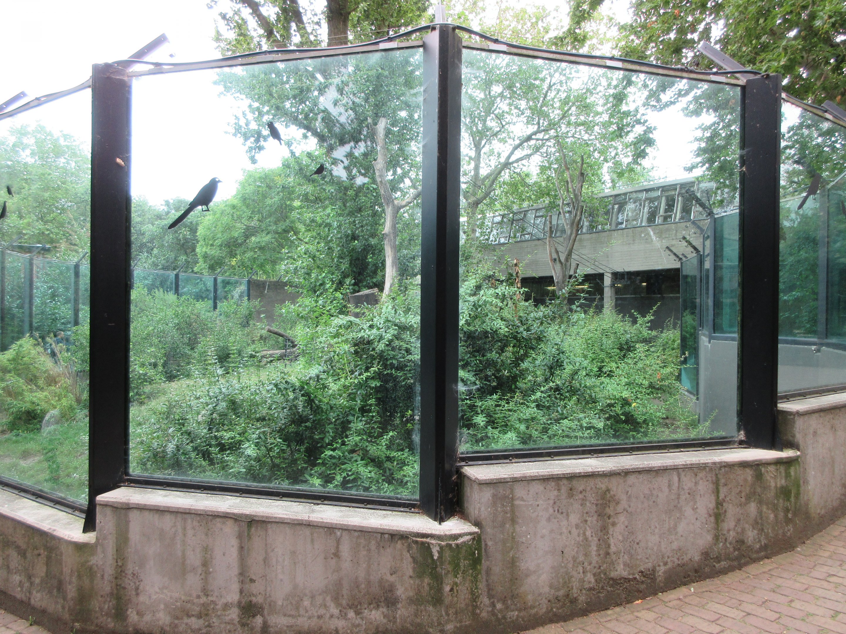Lowland Gorilla/Diana Monkey/Meerkat Exhibit