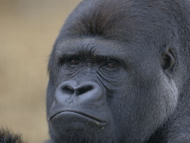 Lowland gorilla Djanghou
