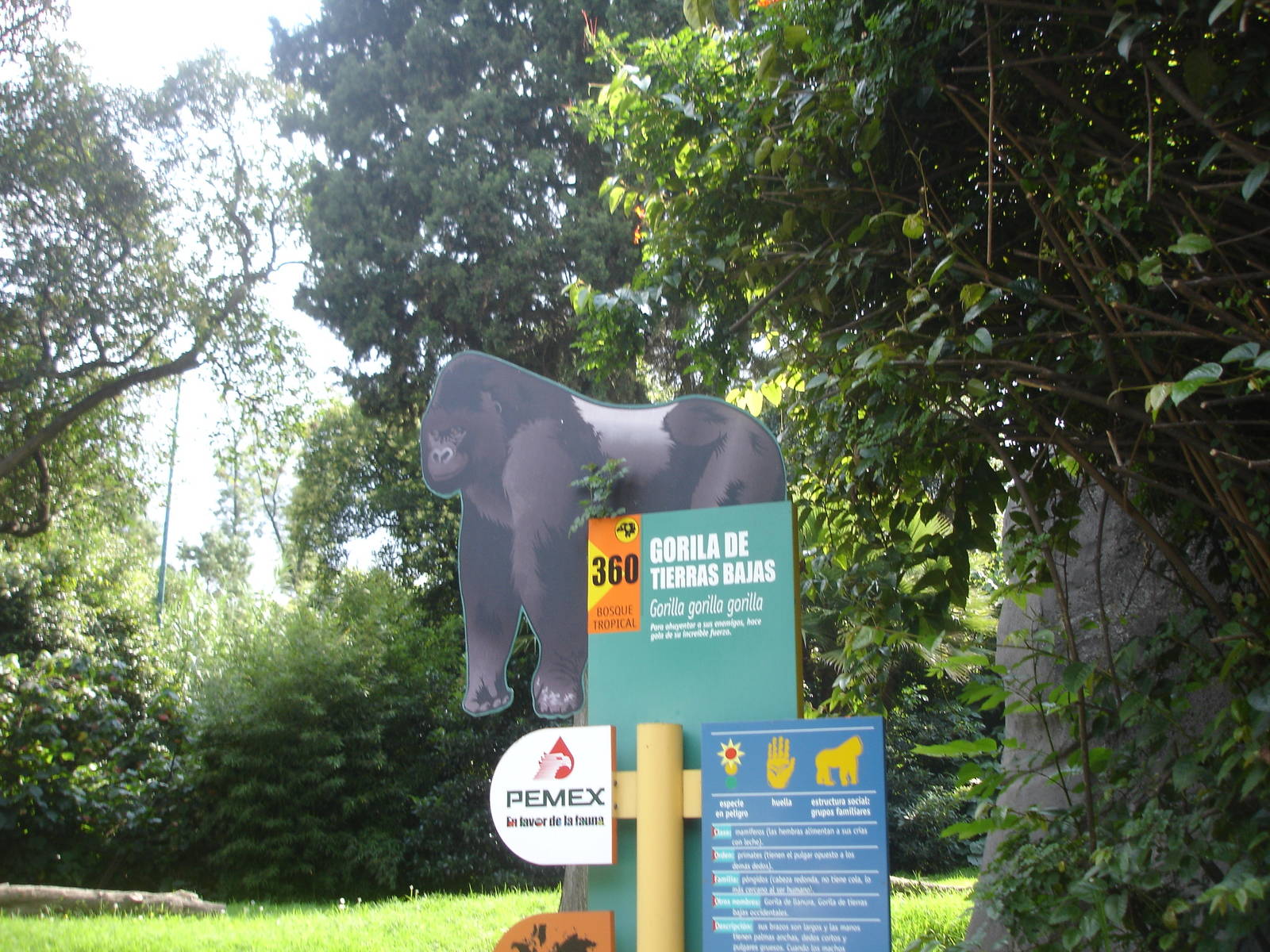 Lowland Gorilla enclosure