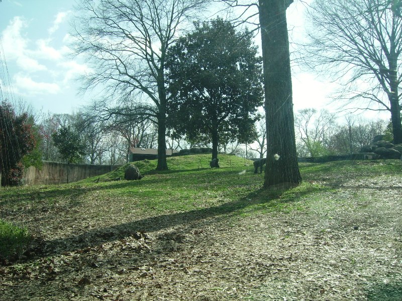 Lowland Gorilla Exhibit - African Rain Forest