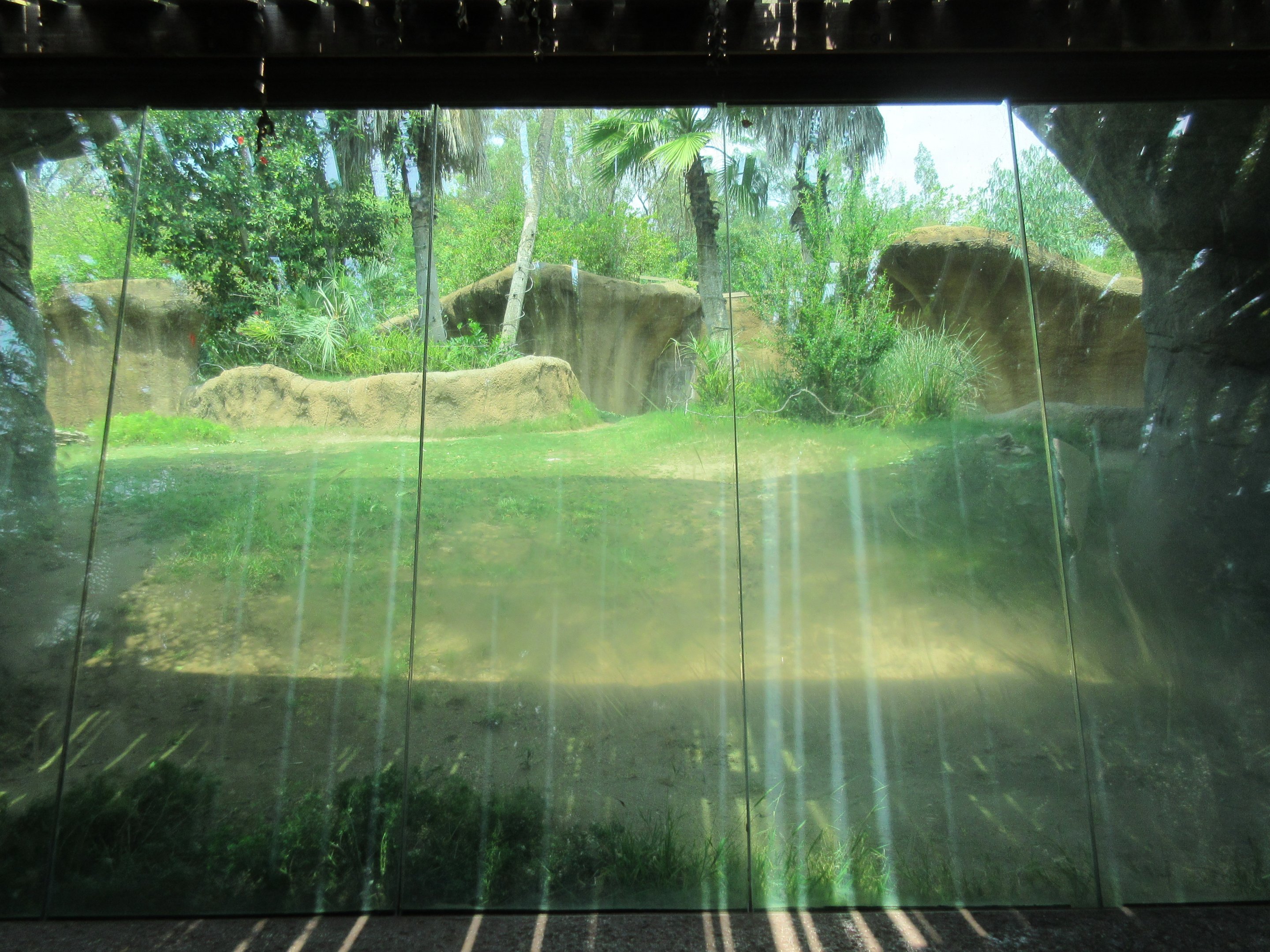 Lowland Gorilla Exhibit - another poor viewing window