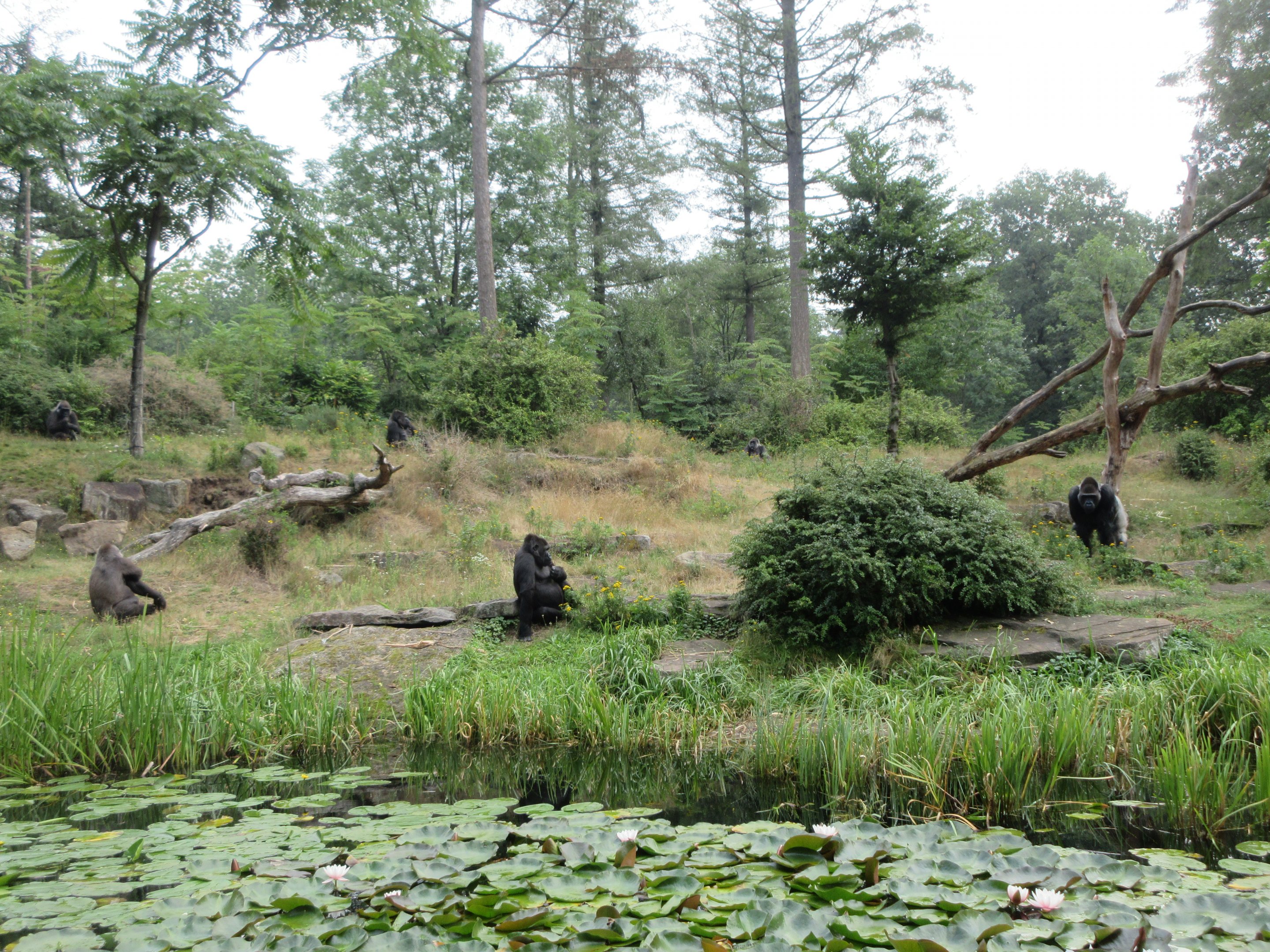 Lowland Gorilla Exhibit - Feeding Session