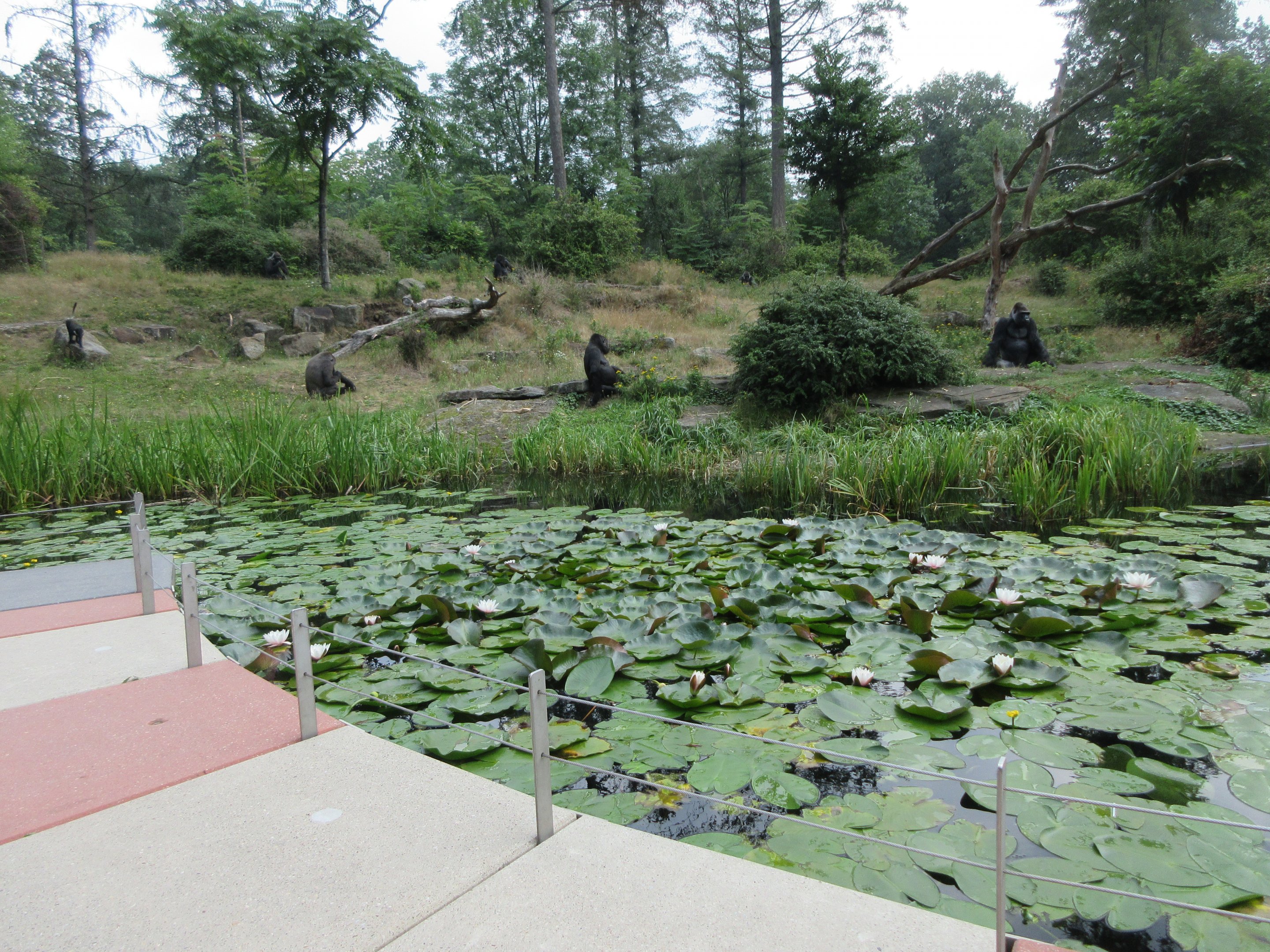 Lowland Gorilla Exhibit - Feeding Session
