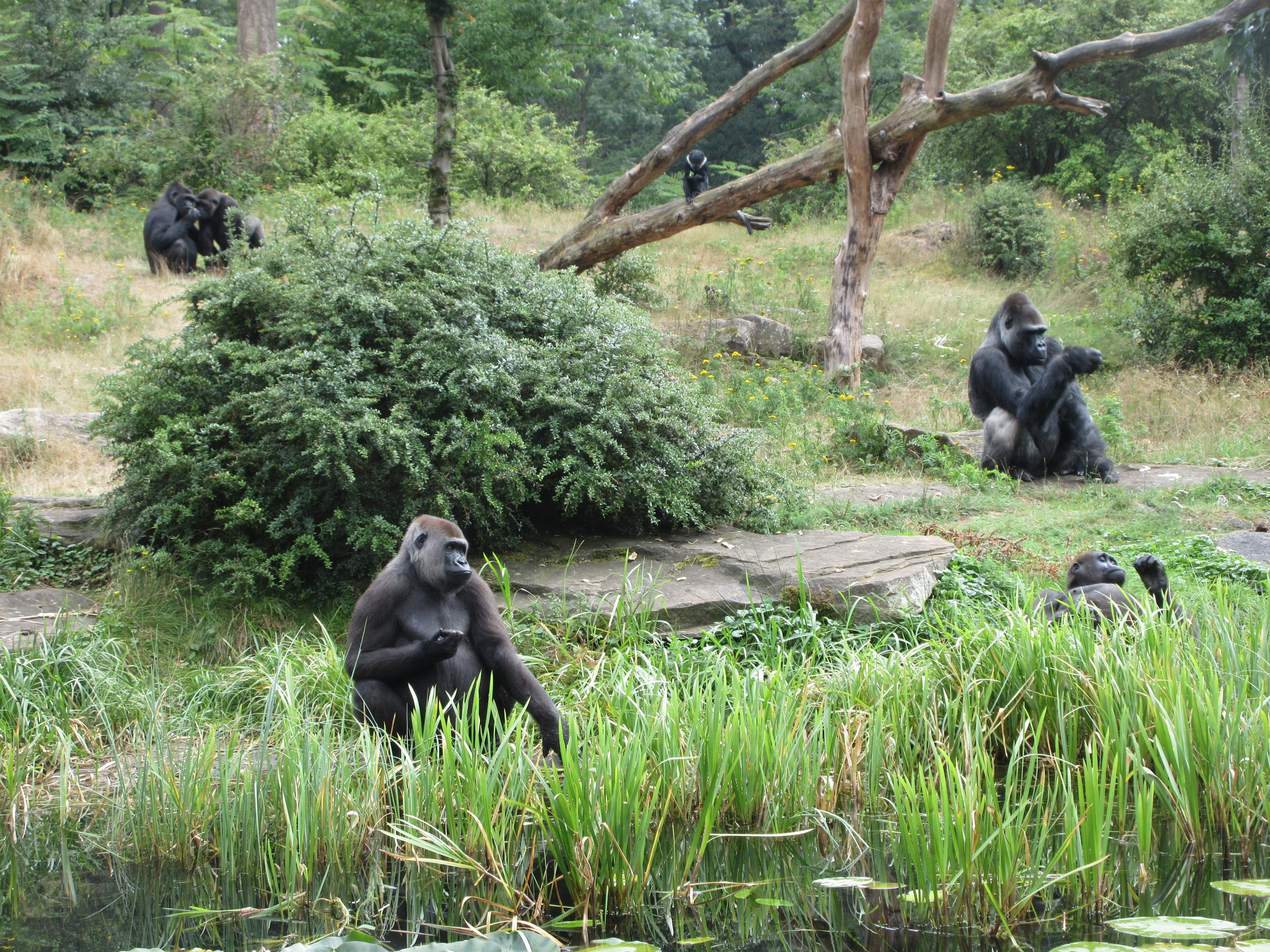 Lowland Gorilla Exhibit - Feeding Session