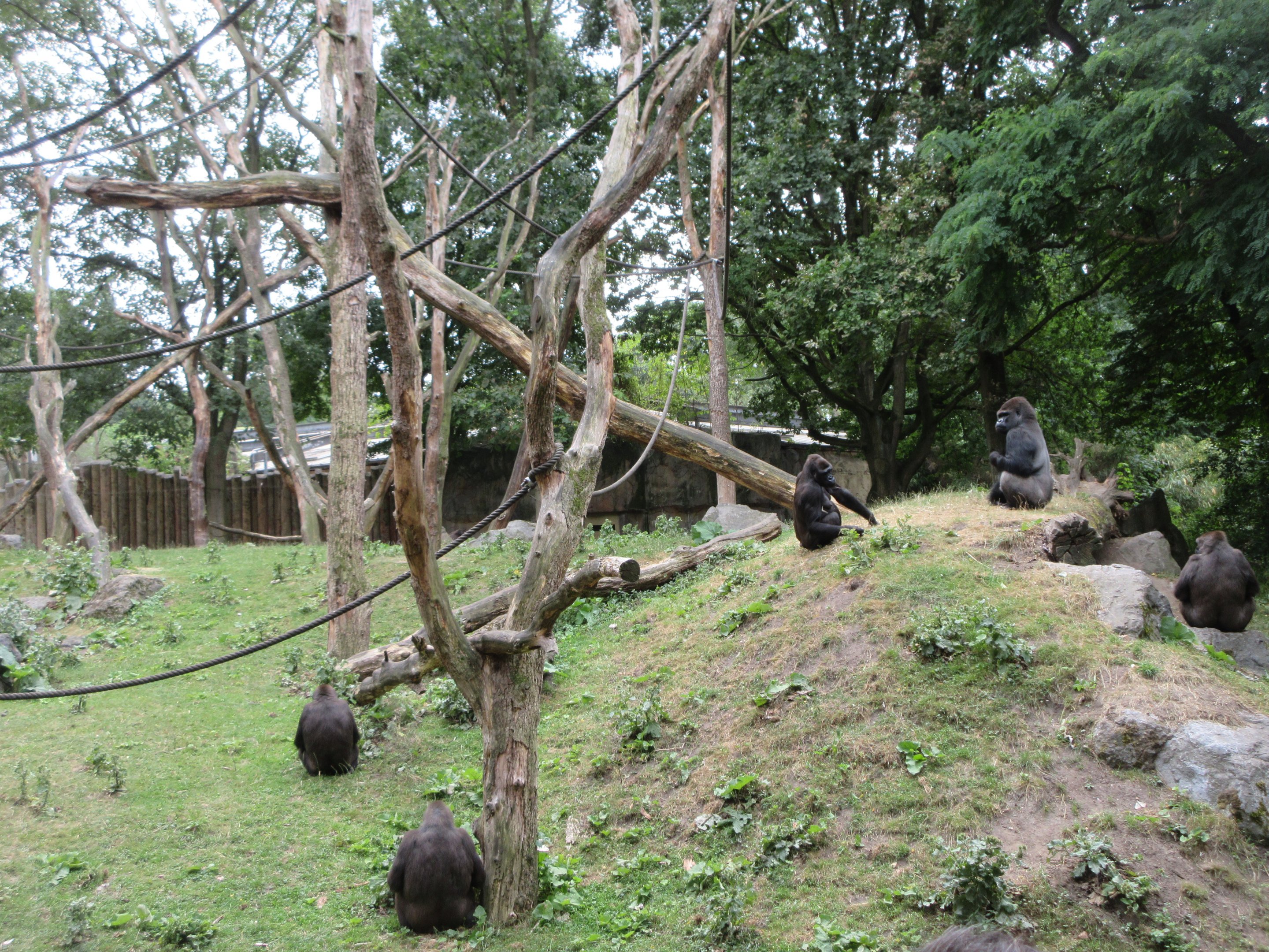 Lowland Gorilla Exhibit (feeding time)