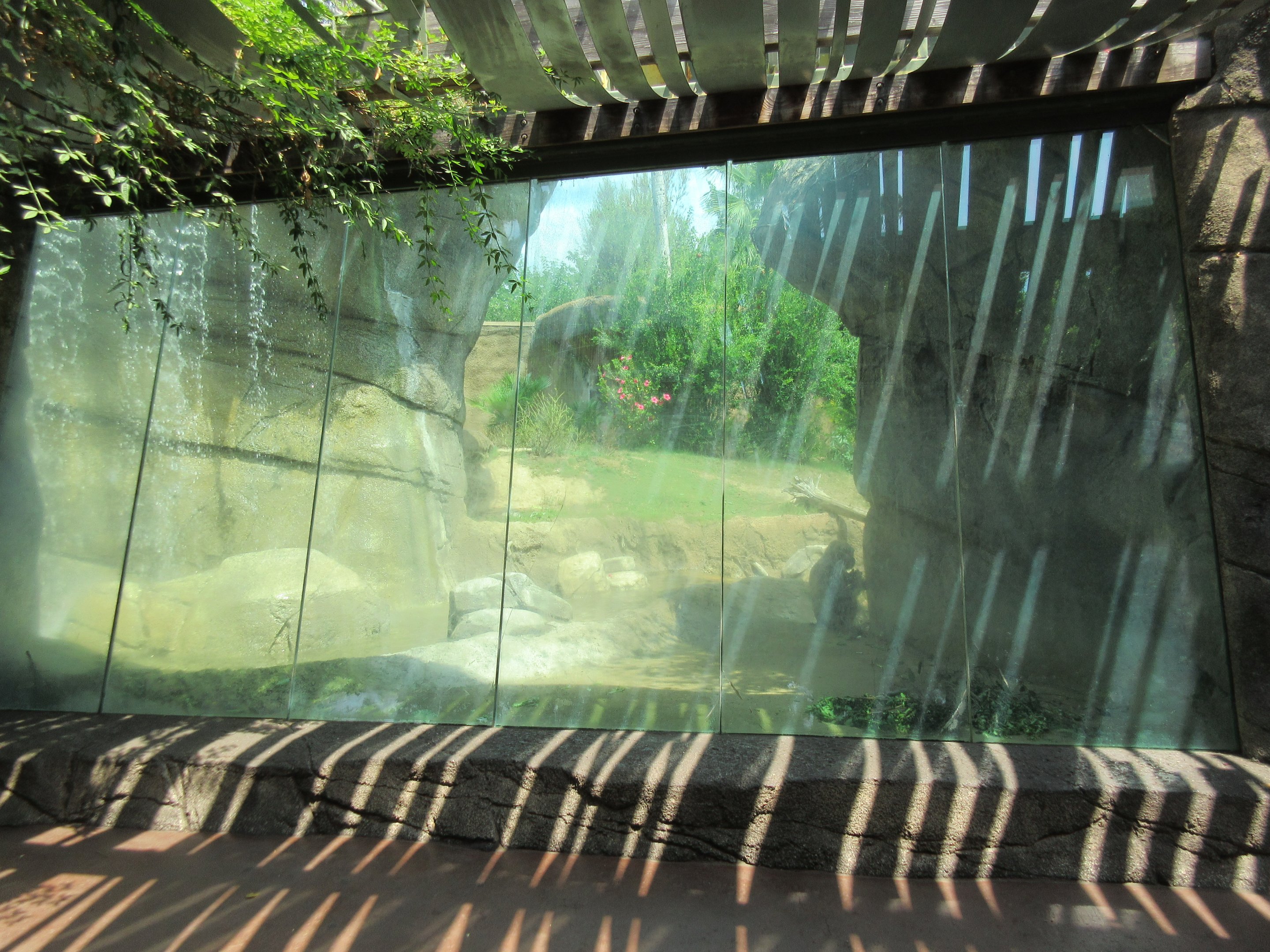 Lowland Gorilla Exhibit - poor viewing window