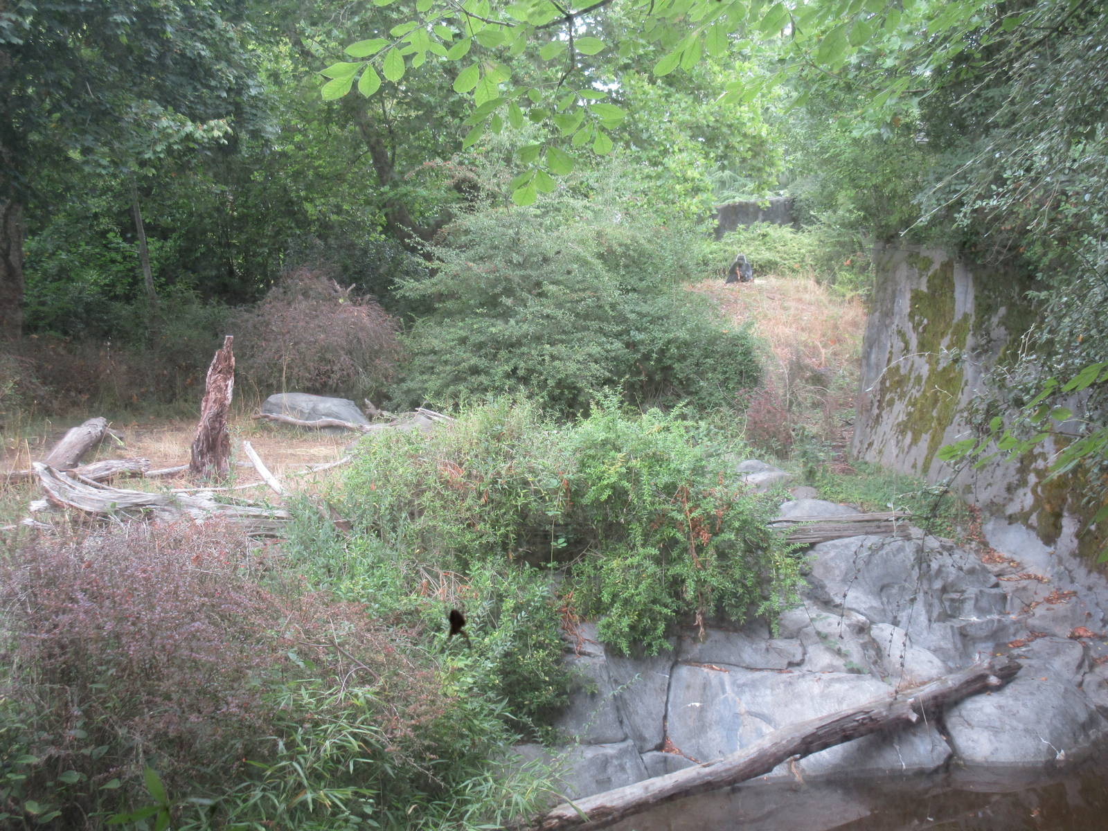 Lowland Gorilla Exhibit (through glass) - see spider up close and gorilla i