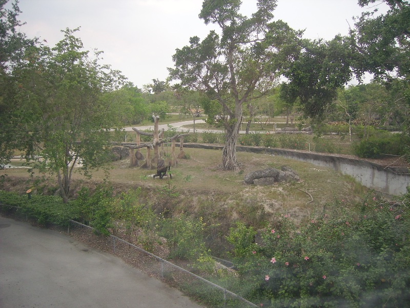 Lowland Gorilla Exhibit