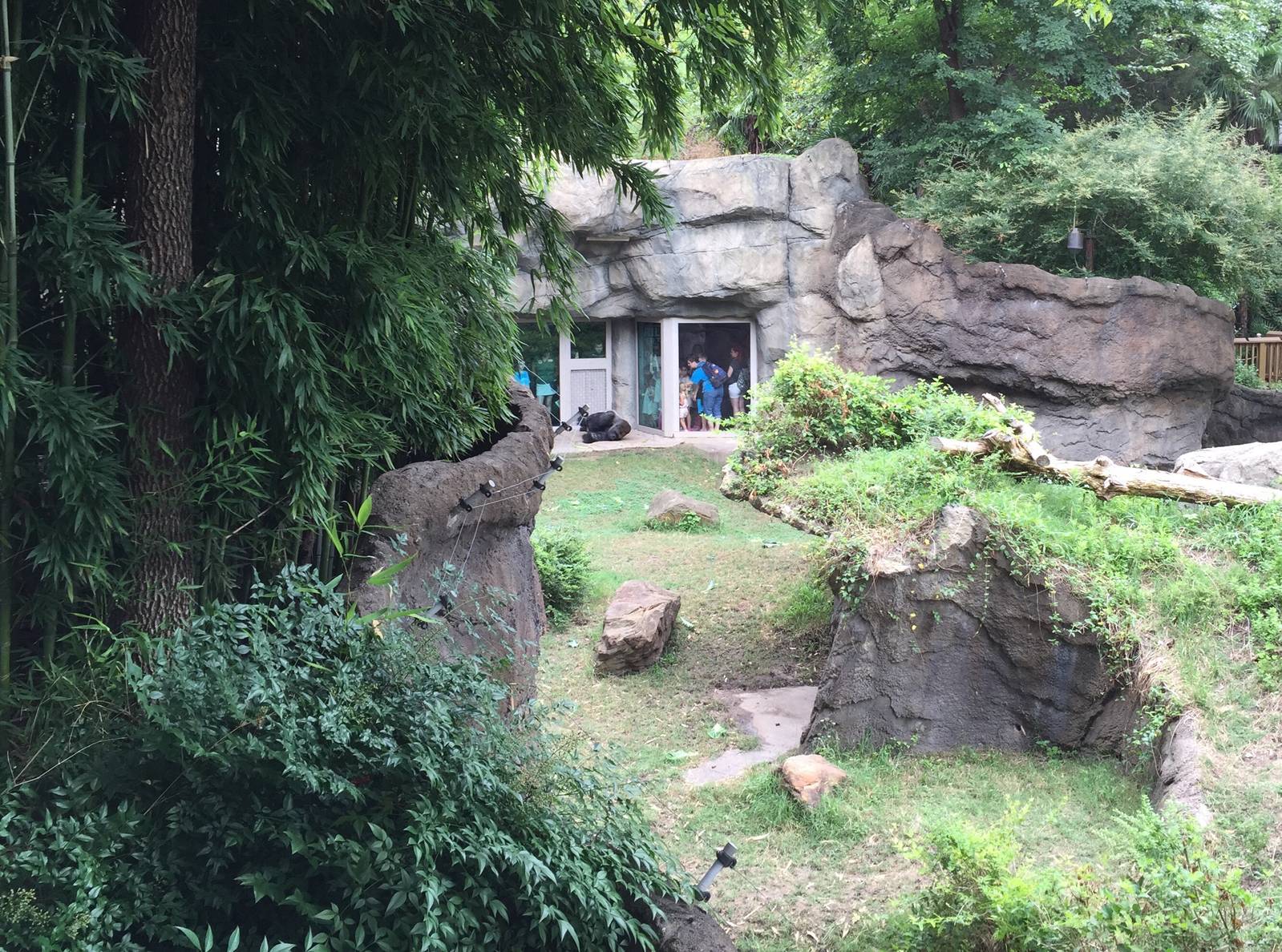 Lowland Gorilla Exhibit