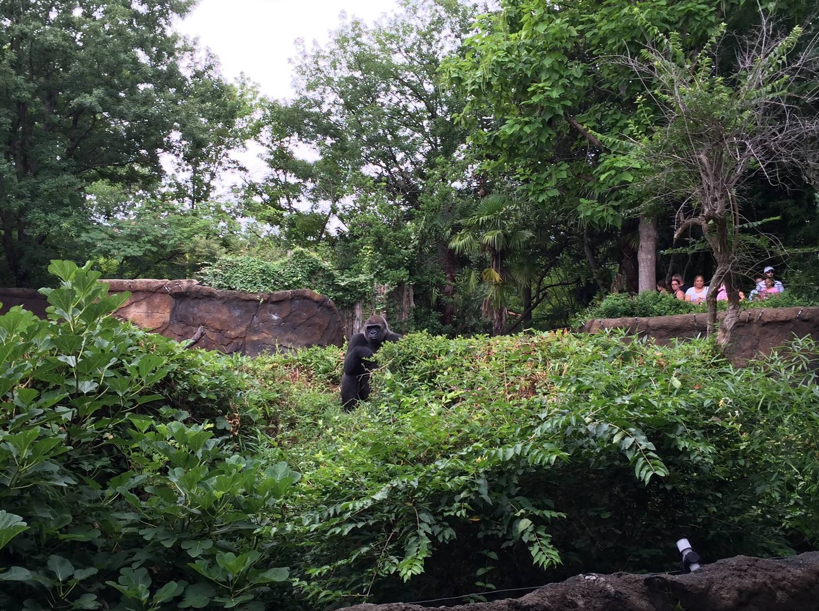 Lowland Gorilla Exhibit