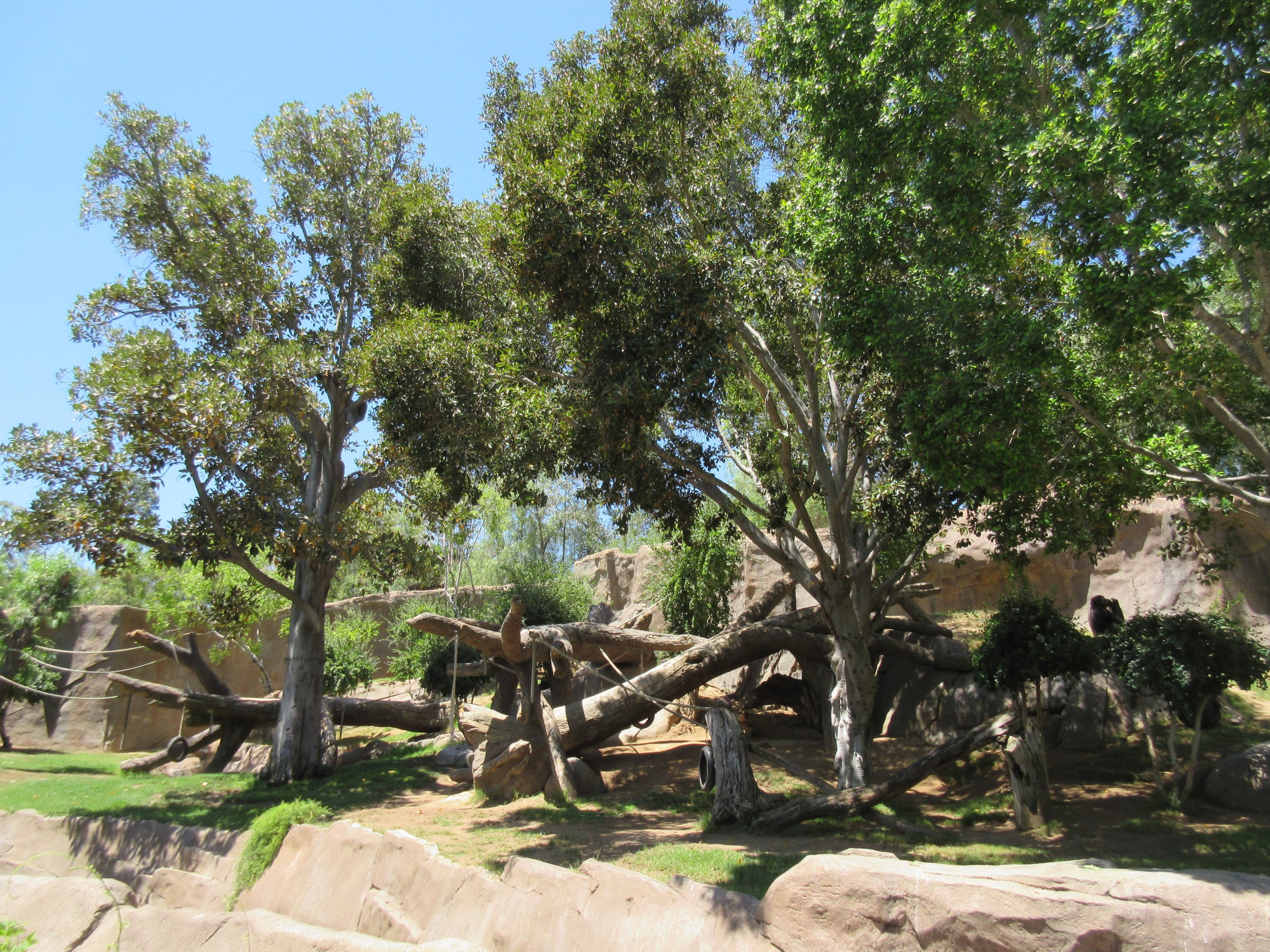 Lowland Gorilla Exhibit
