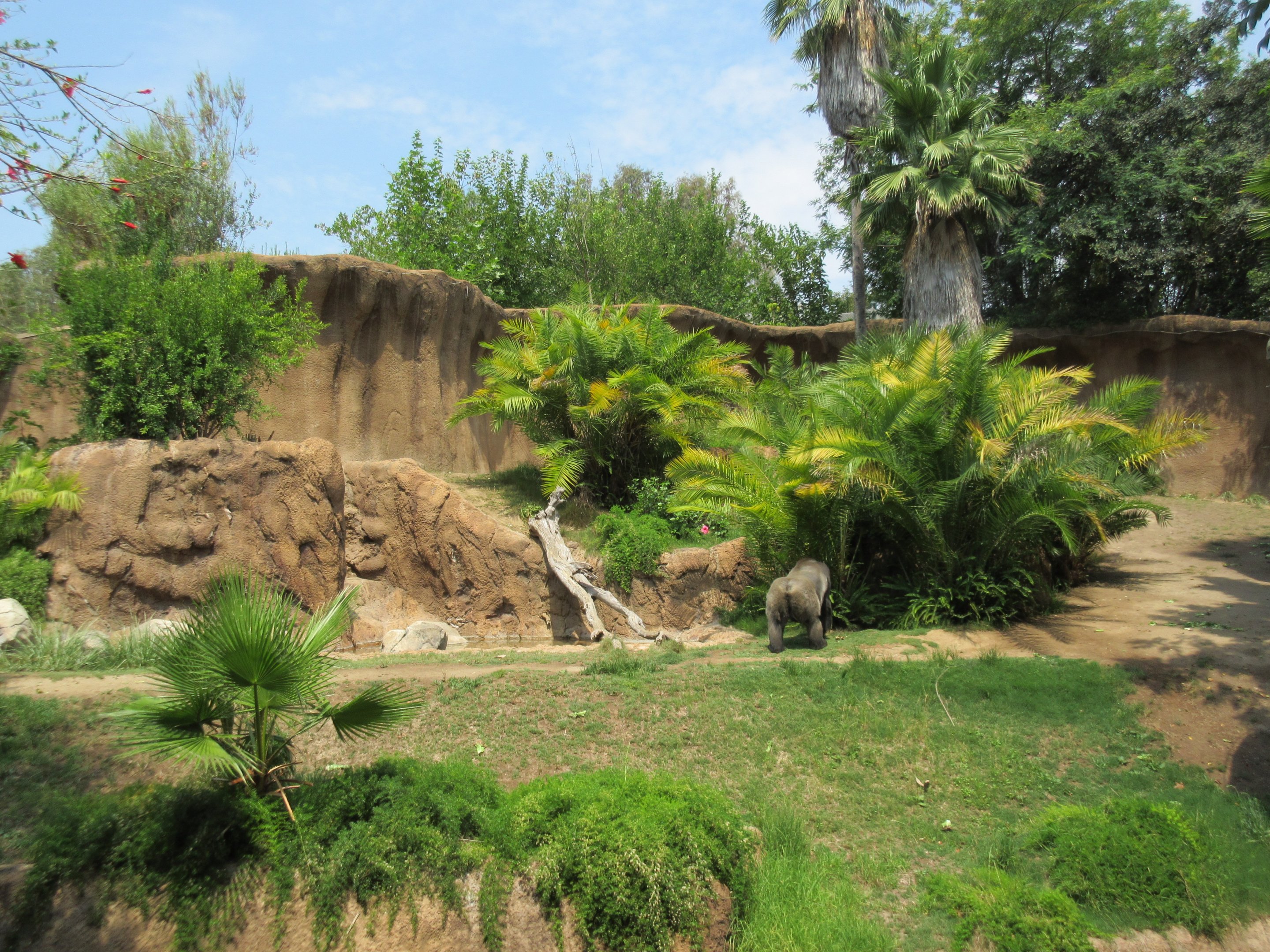 Lowland Gorilla Exhibit