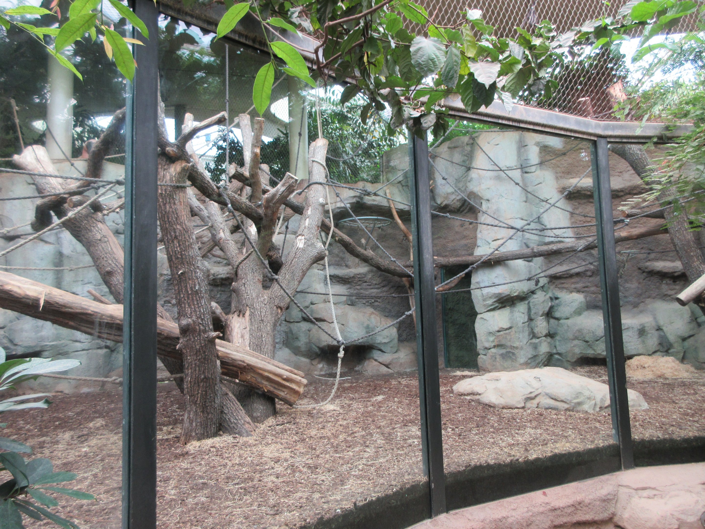 Lowland Gorilla Exhibit