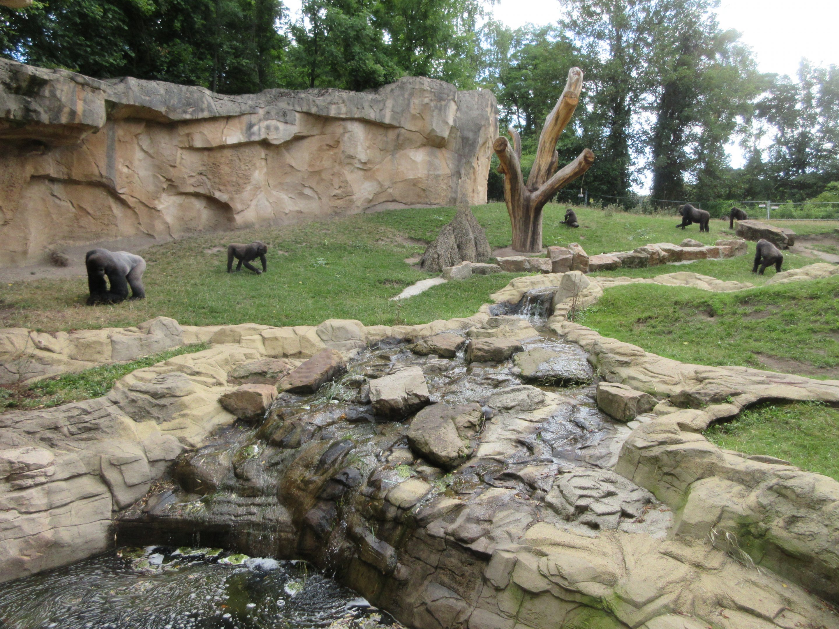 Lowland Gorilla Exhibit