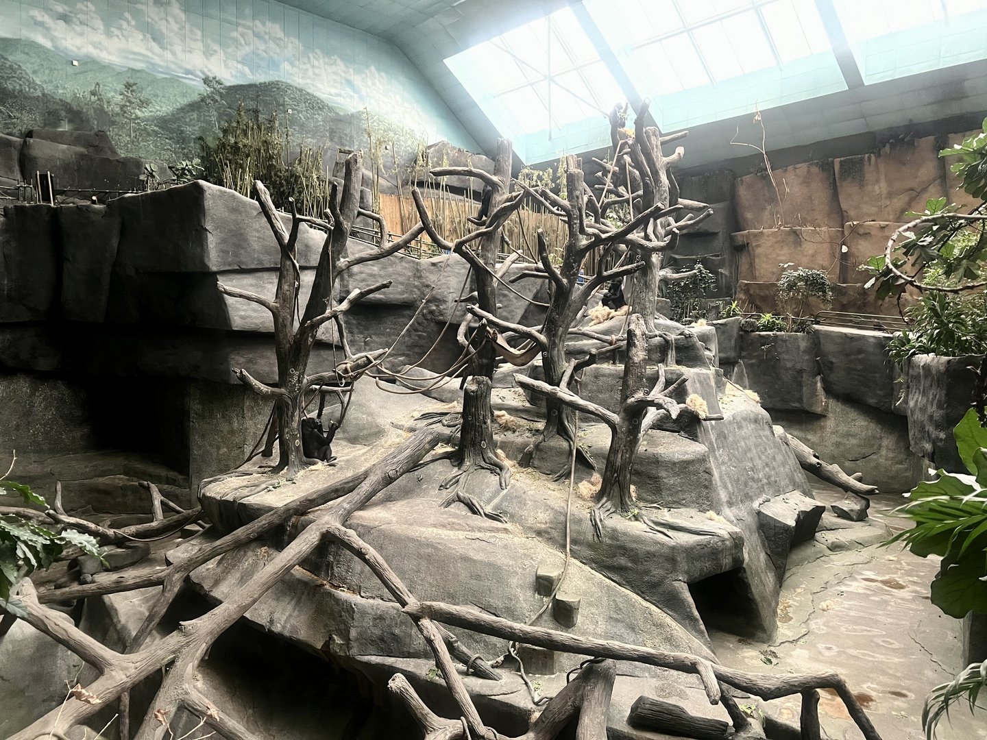 Lowland Gorilla Exhibit