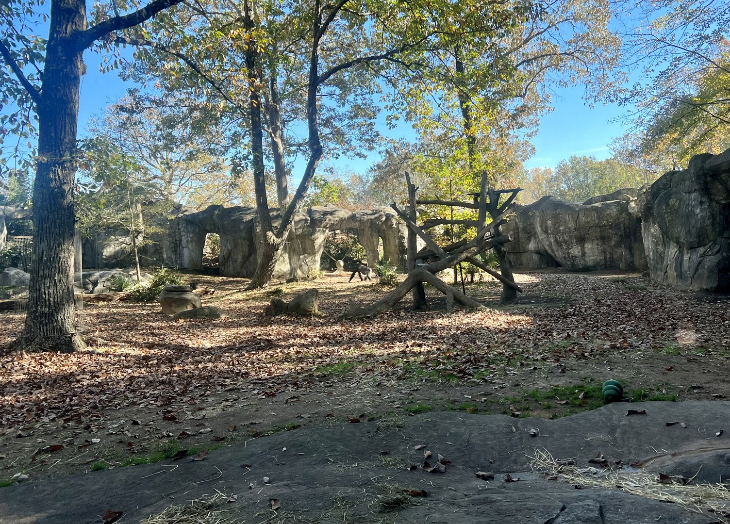 Lowland Gorilla Exhibit