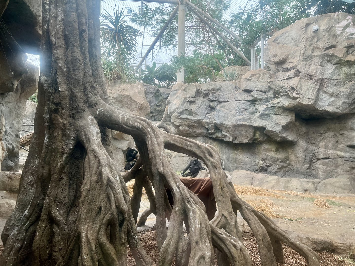 Lowland Gorilla Exhibit