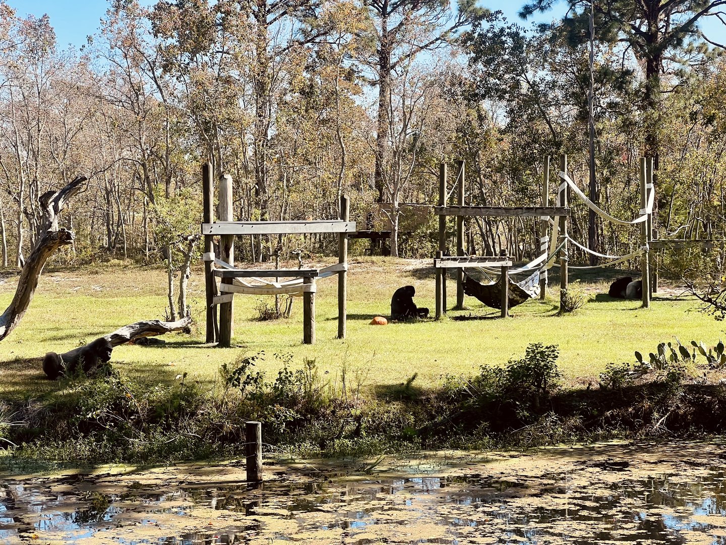 Lowland Gorilla family