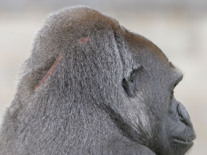 Lowland gorilla female Asante
