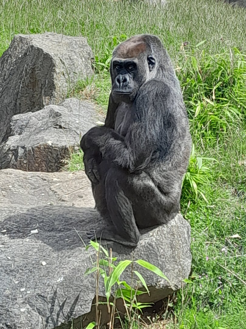 Lowland gorilla female 'Asante'
