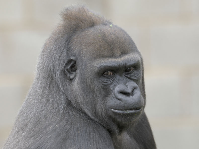 Lowland gorilla female Ozala