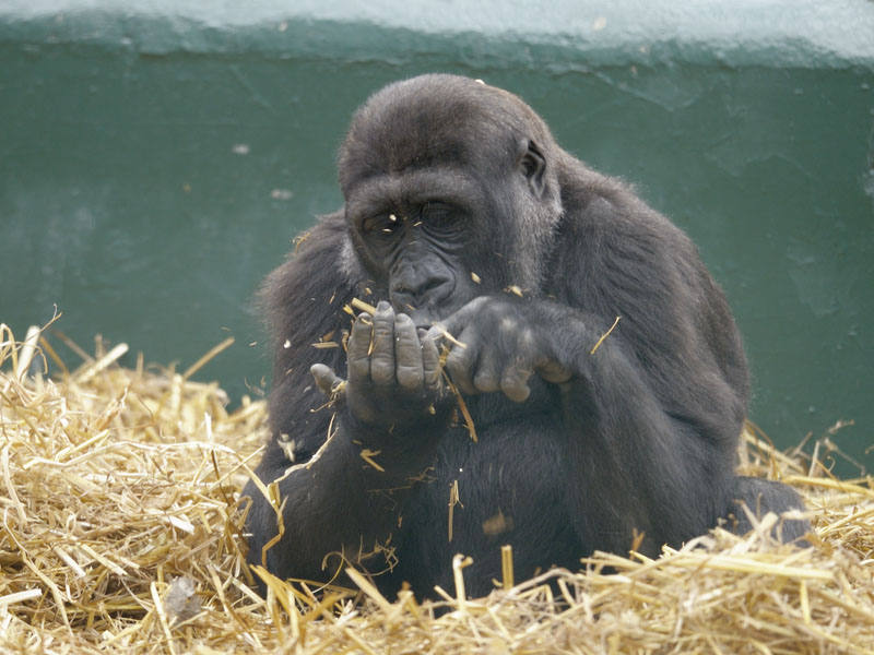 Lowland gorilla gleaning
