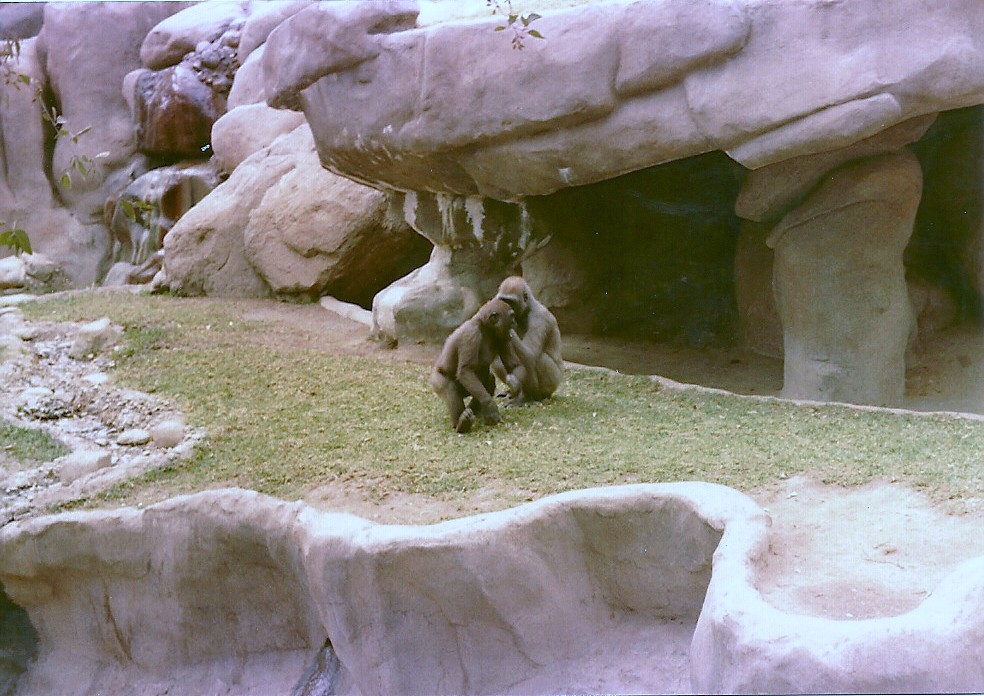 Lowland Gorilla Habitat - 1982