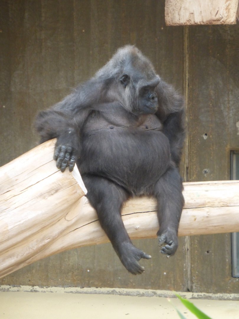 Lowland gorilla in indoor only enclosure