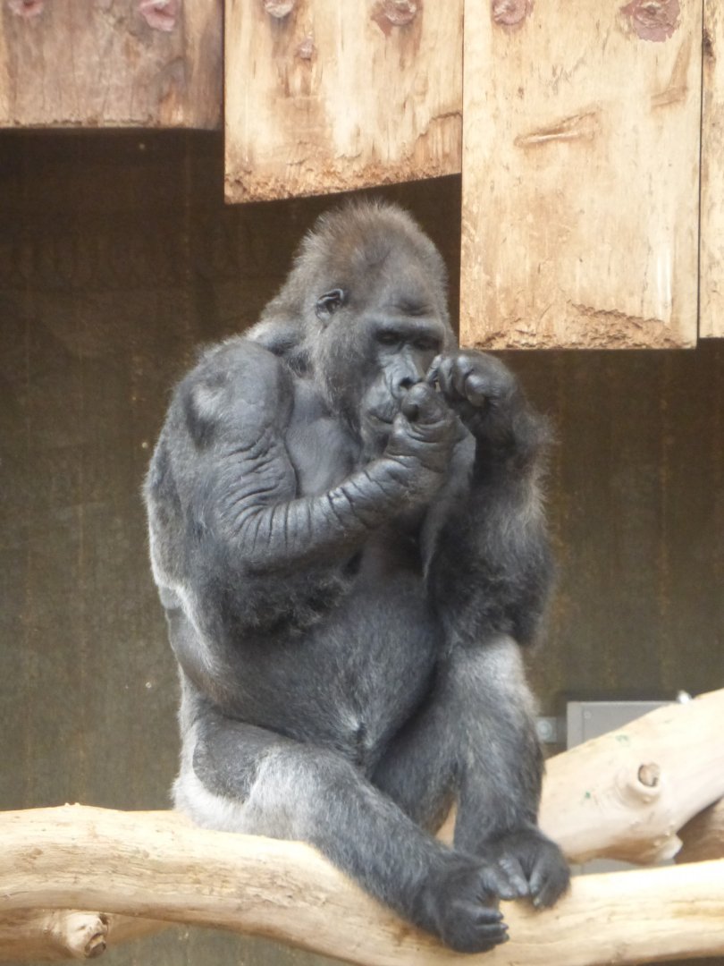 Lowland gorilla in indoor only enclosure