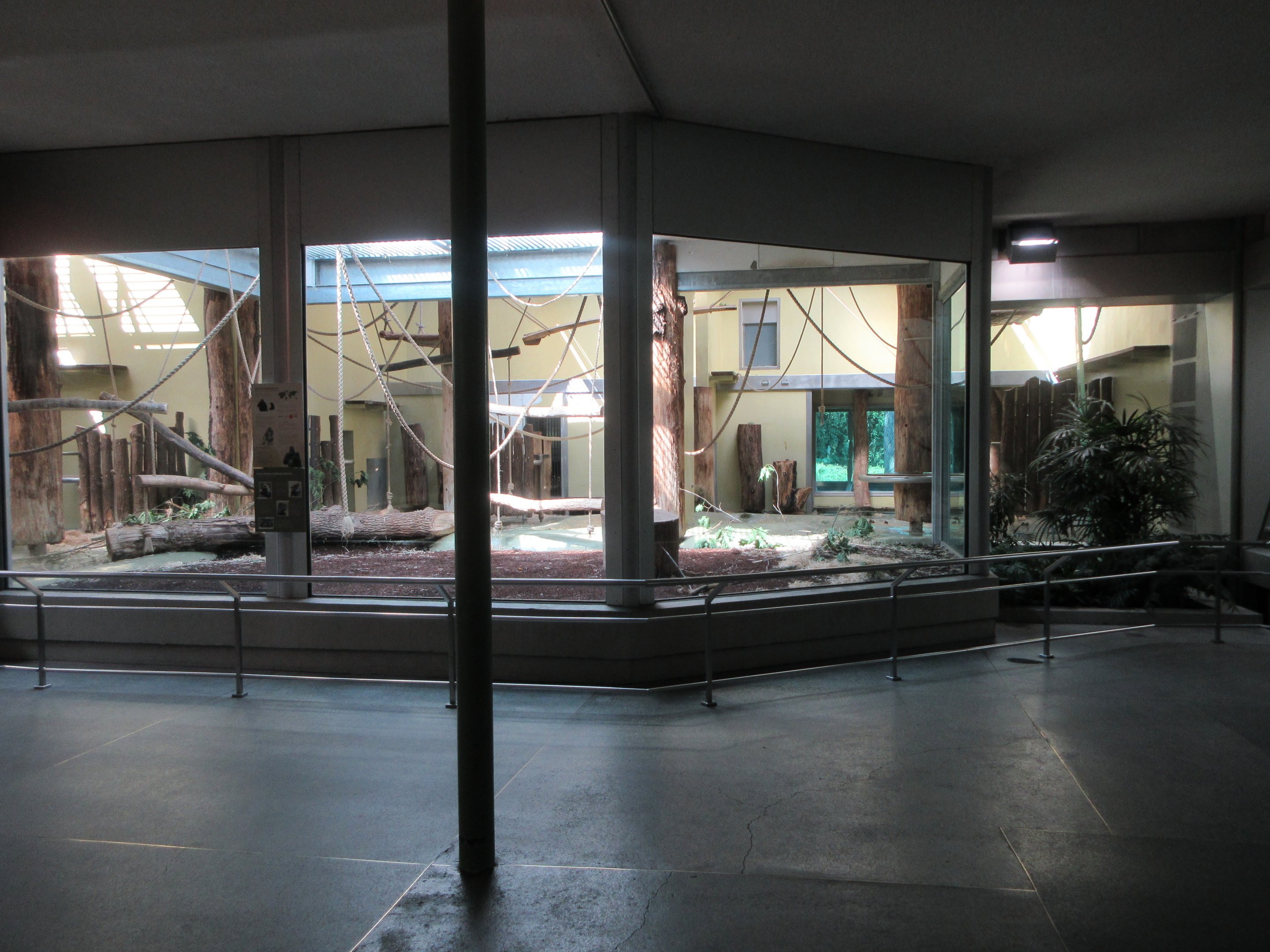 Lowland Gorilla - indoor area