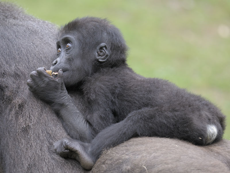 Lowland gorilla infant