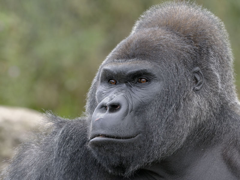 Lowland gorilla, Jock