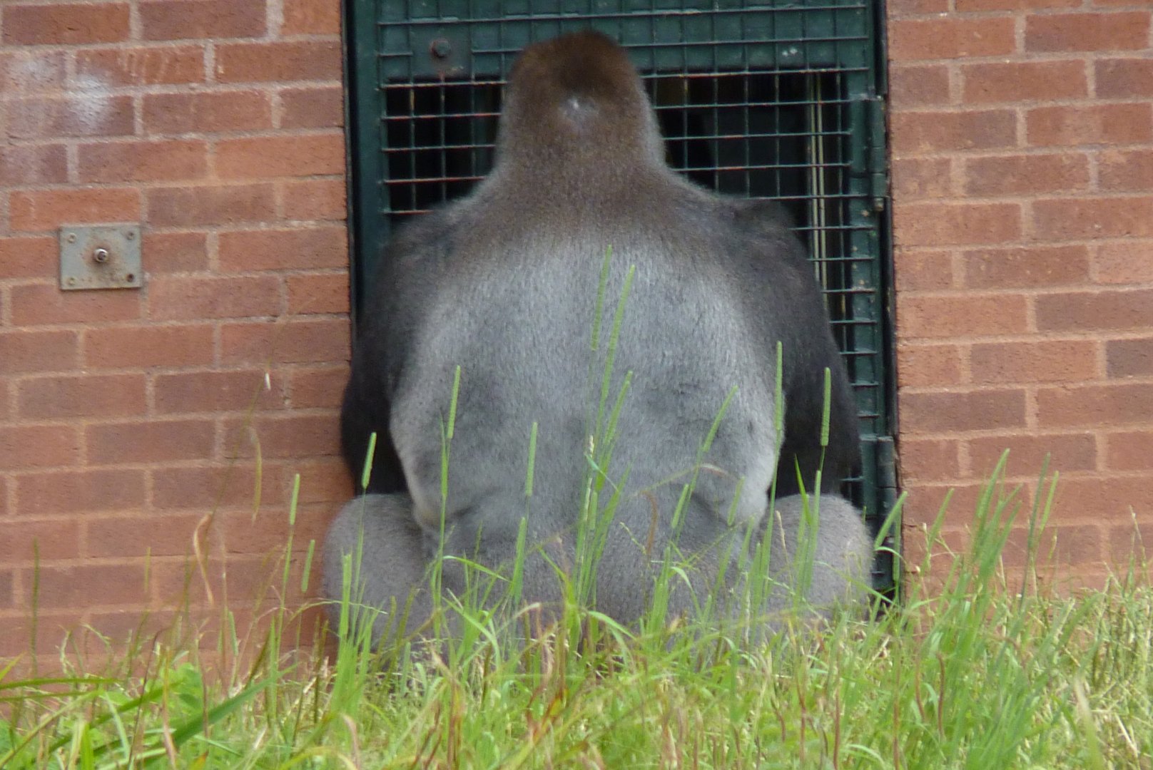 Lowland Gorilla, July 2017