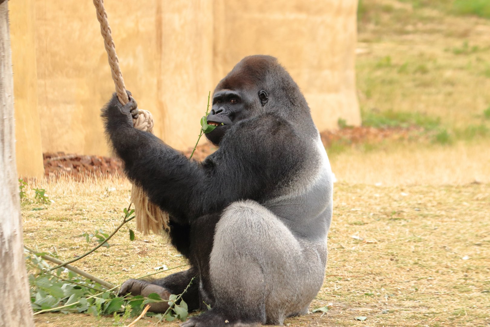 Lowland gorilla (July 2020)
