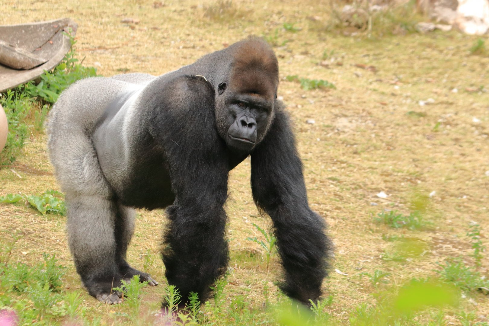 Lowland gorilla (July 2020)