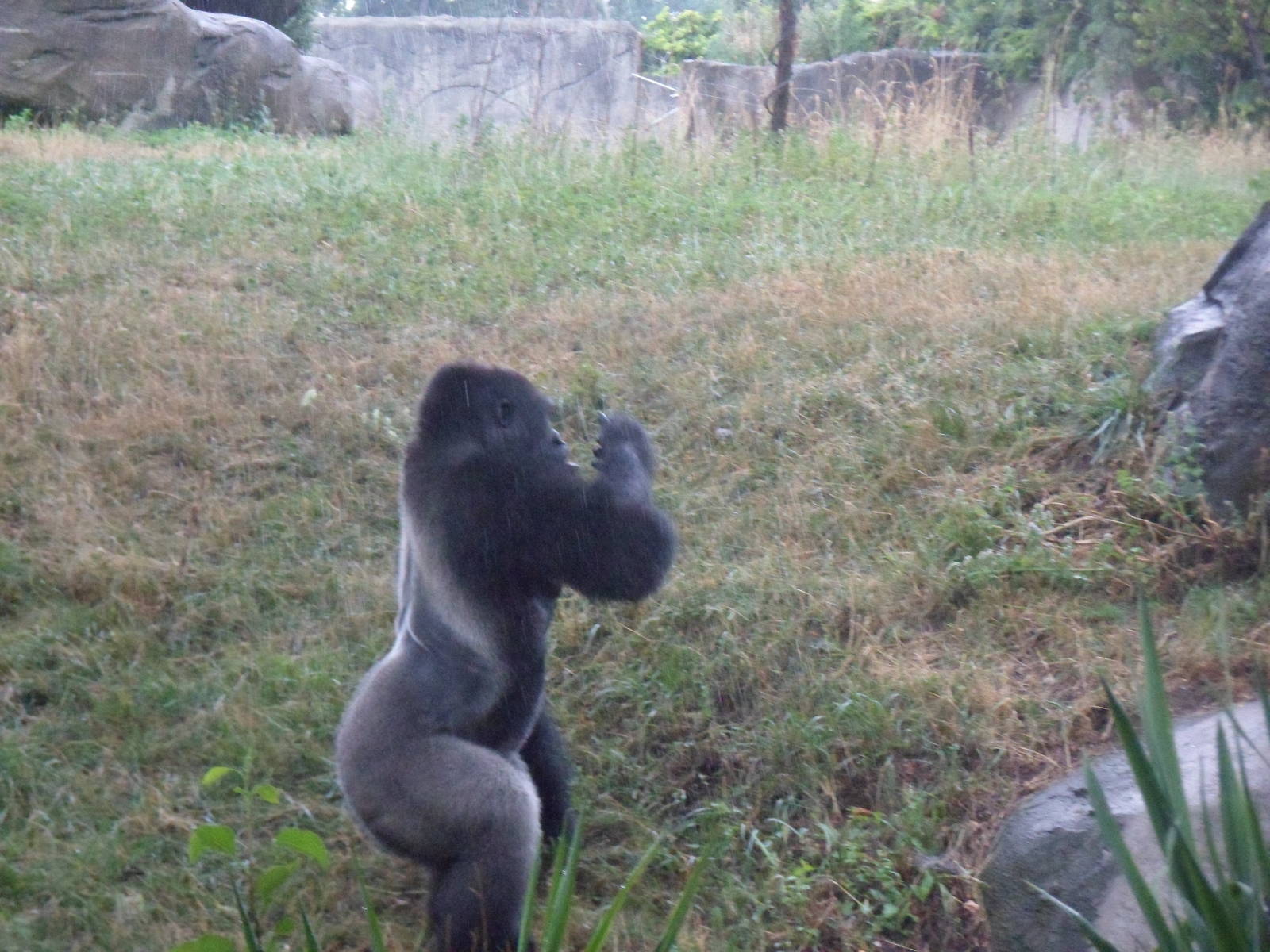 Lowland Gorilla Jumping