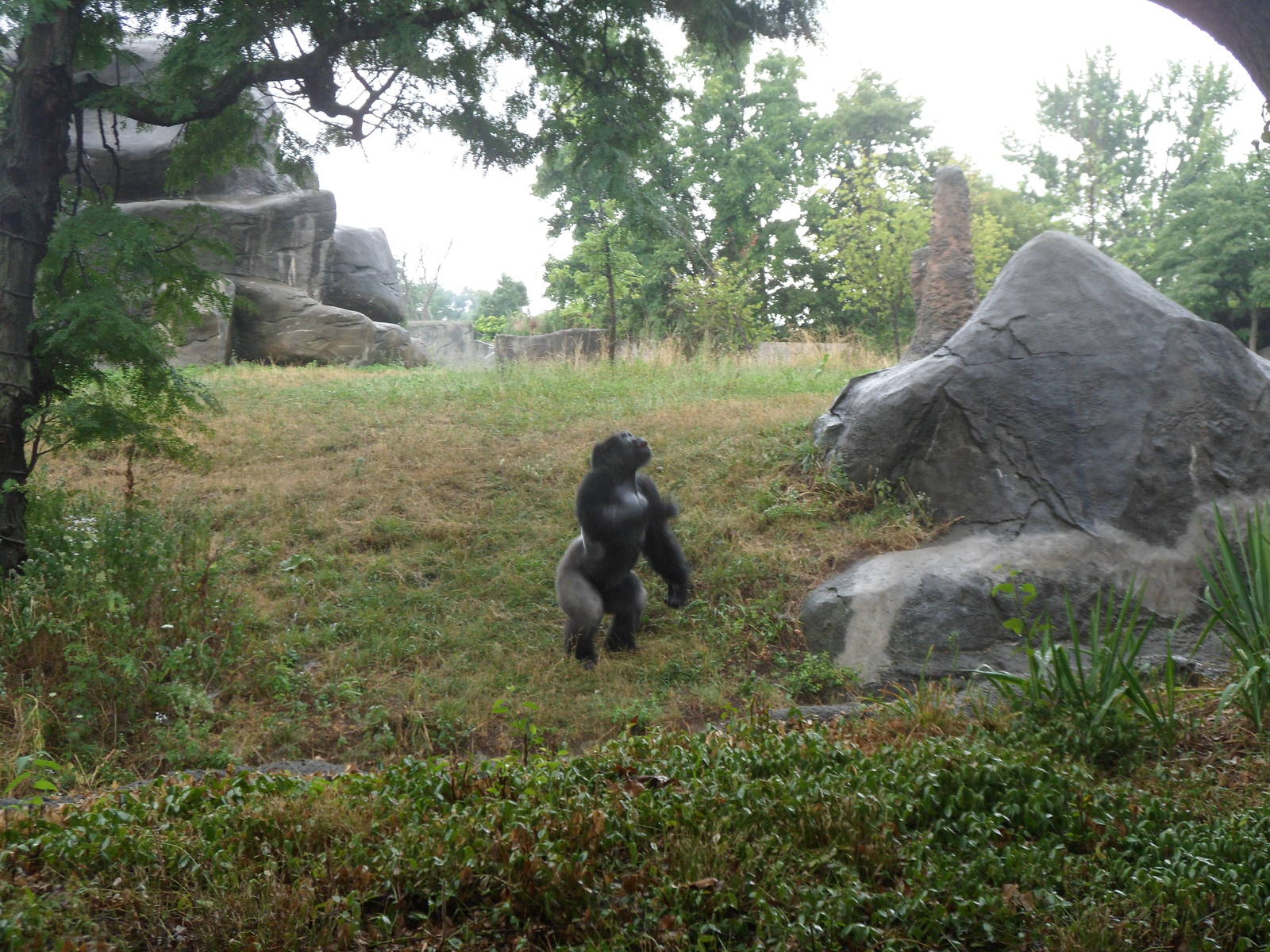 Lowland Gorilla Jumping