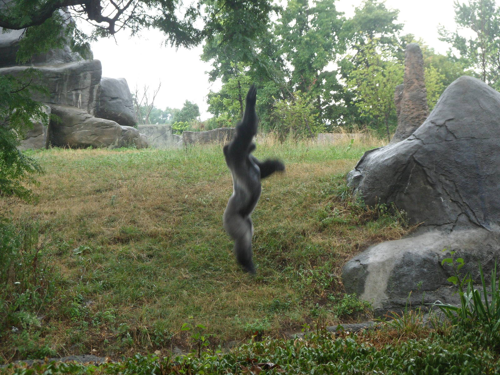 Lowland Gorilla Jumping