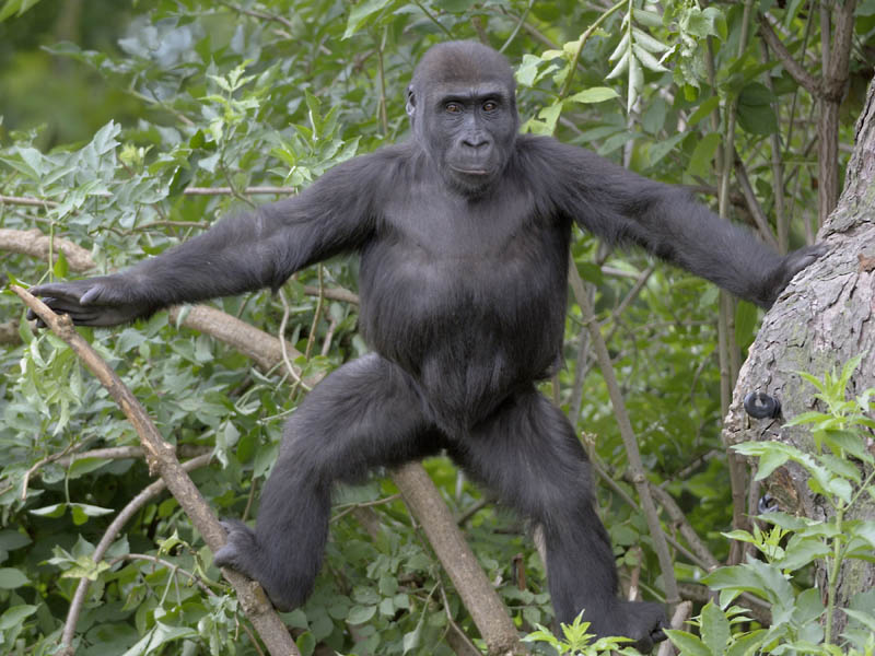 Lowland gorilla juvenile, Namoki