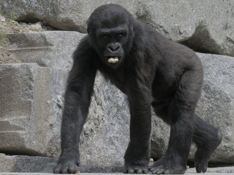Lowland gorilla juvenile