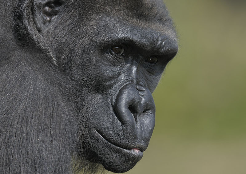 Lowland gorilla, Kera