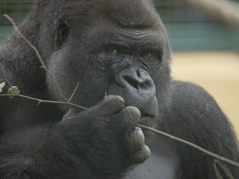 Lowland gorilla Kifu