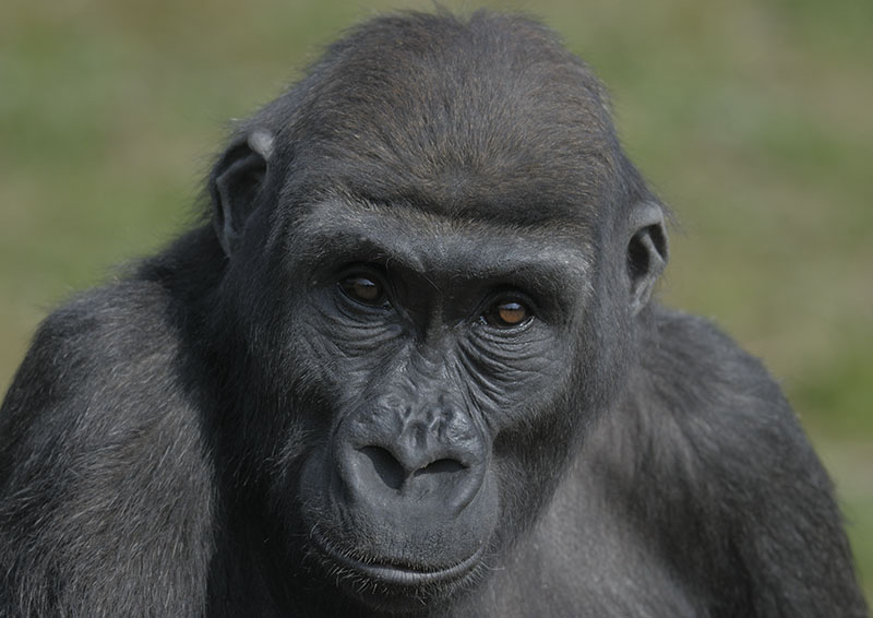 Lowland gorilla, Komale