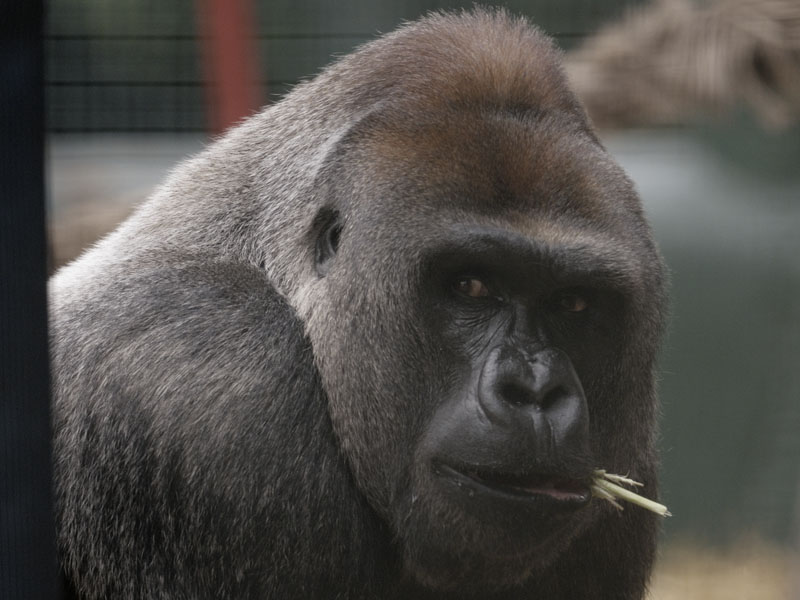 Lowland gorilla Kouillou