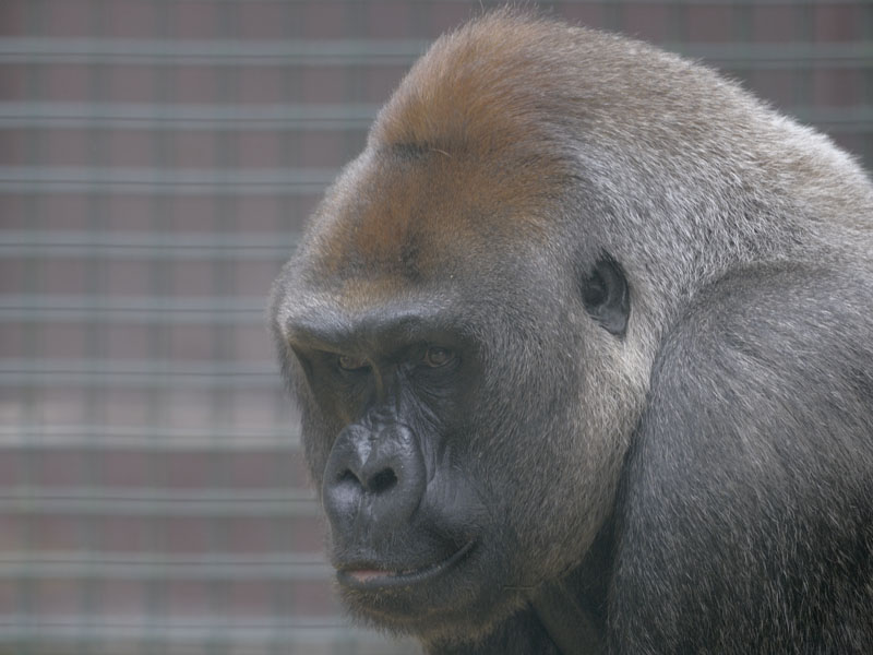 Lowland gorilla Kouillou